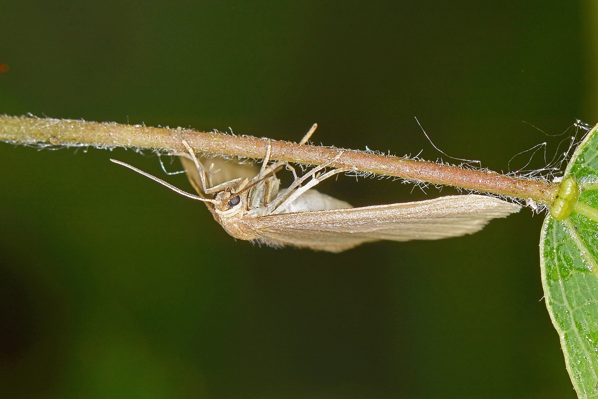 Geometridae? S, Minoa murinata